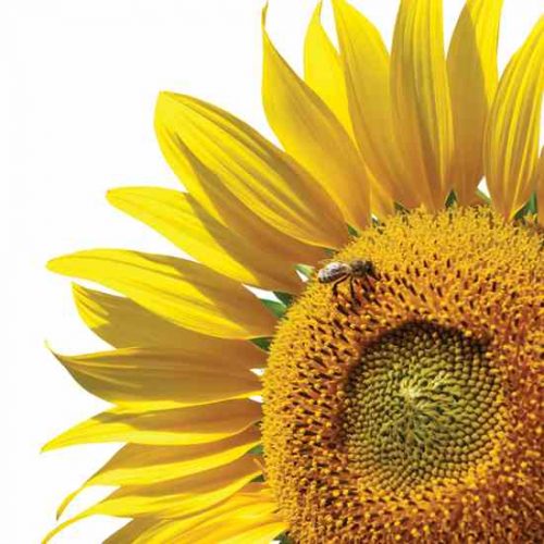 How to Attract Bees and Other Pollinators to Your Garden